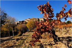 Les vignes du Seigneur.