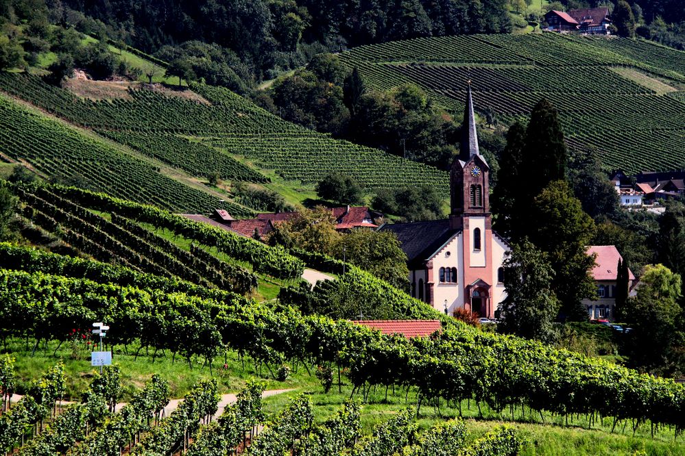 les vignes du seigneur!