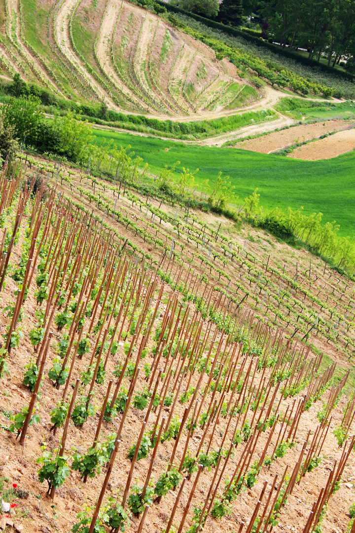 Les Vignes