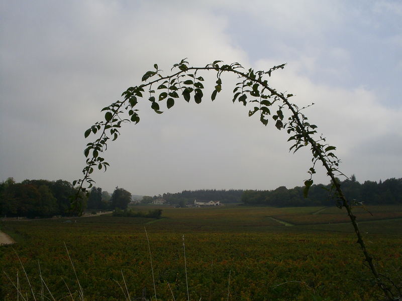 Les vignes en automne ...