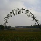 Les vignes en automne ...