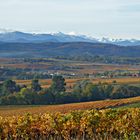 Les vignes en automne et première neige sur les pyrénées orientales