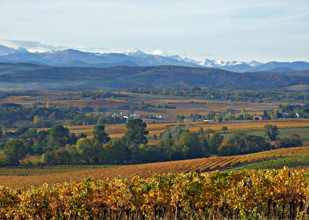 Les vignes en automne et première neige sur les pyrénées orientales