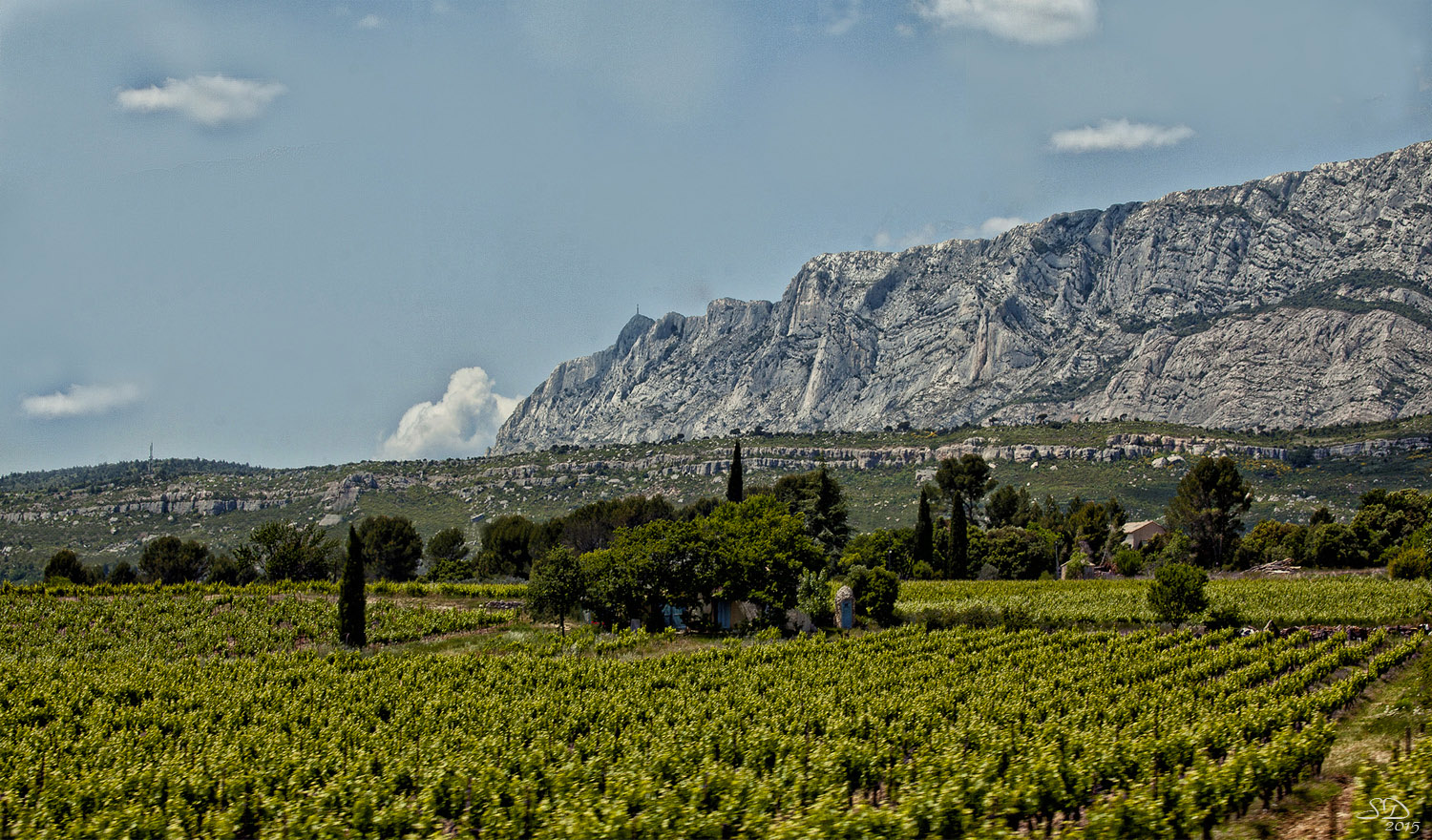 Les Vignes en été .