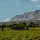 Les Vignes en été .