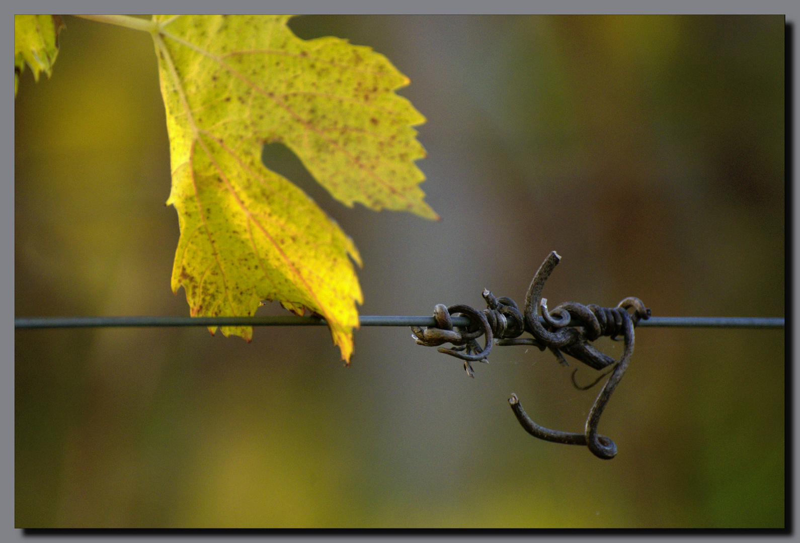 Les vignes perdues