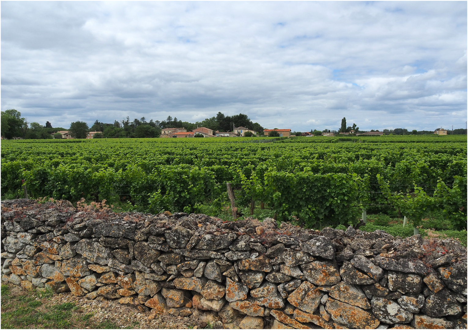 Les vignes près de Barsac