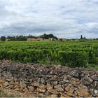 Les vignes près de Barsac