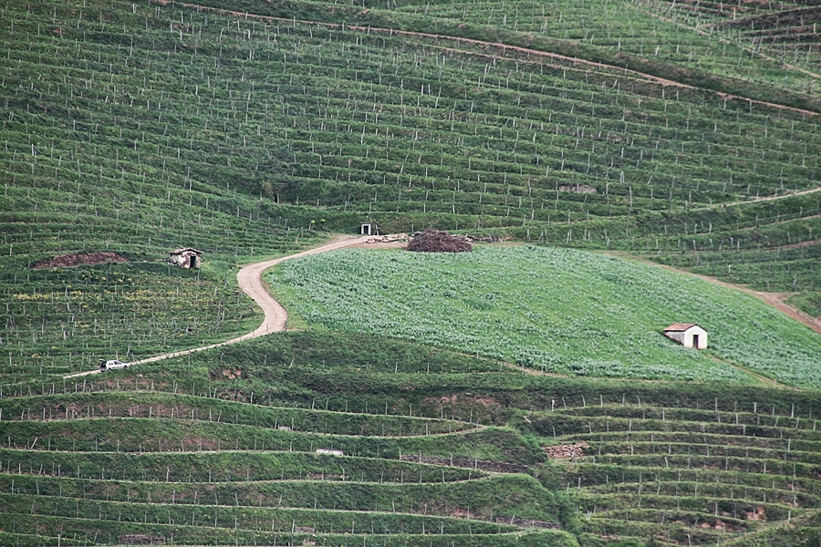 les vignes sur la colline !