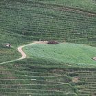 les vignes sur la colline !