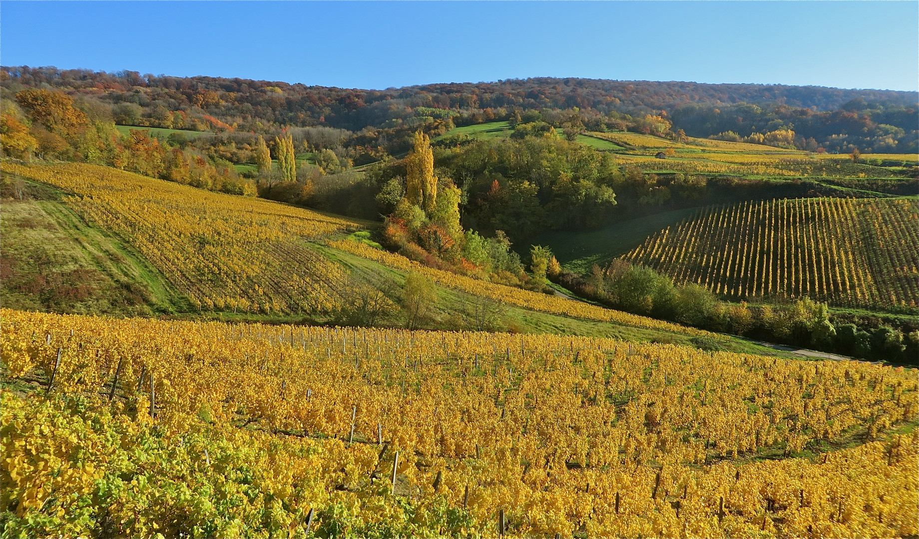 ..les vignobles á triangle d´or ...