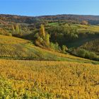 ..les vignobles á triangle d´or ...