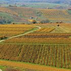 ... les vignobles à triangle d´or -1- !!!...