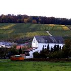 Les vignobles de Schengen