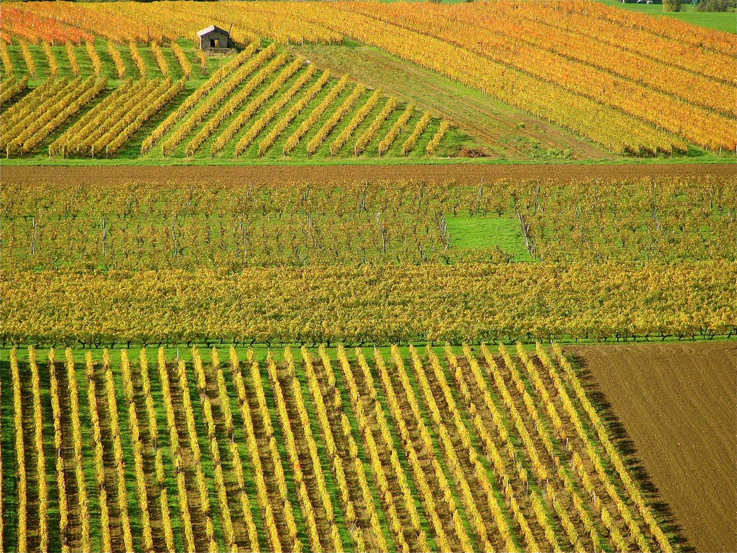 ...les vignobles du Jura 2 !!!...