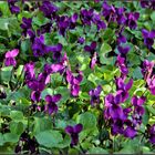 les violettes du jardin 2