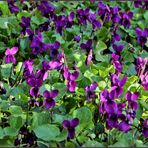 les violettes du jardin 2