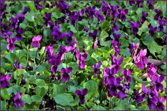 les violettes du jardin 2