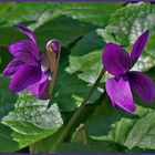 les  violettes  du jardin.....