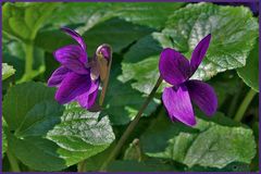 les  violettes  du jardin.....