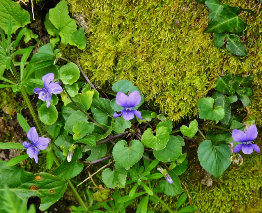 Les violettes