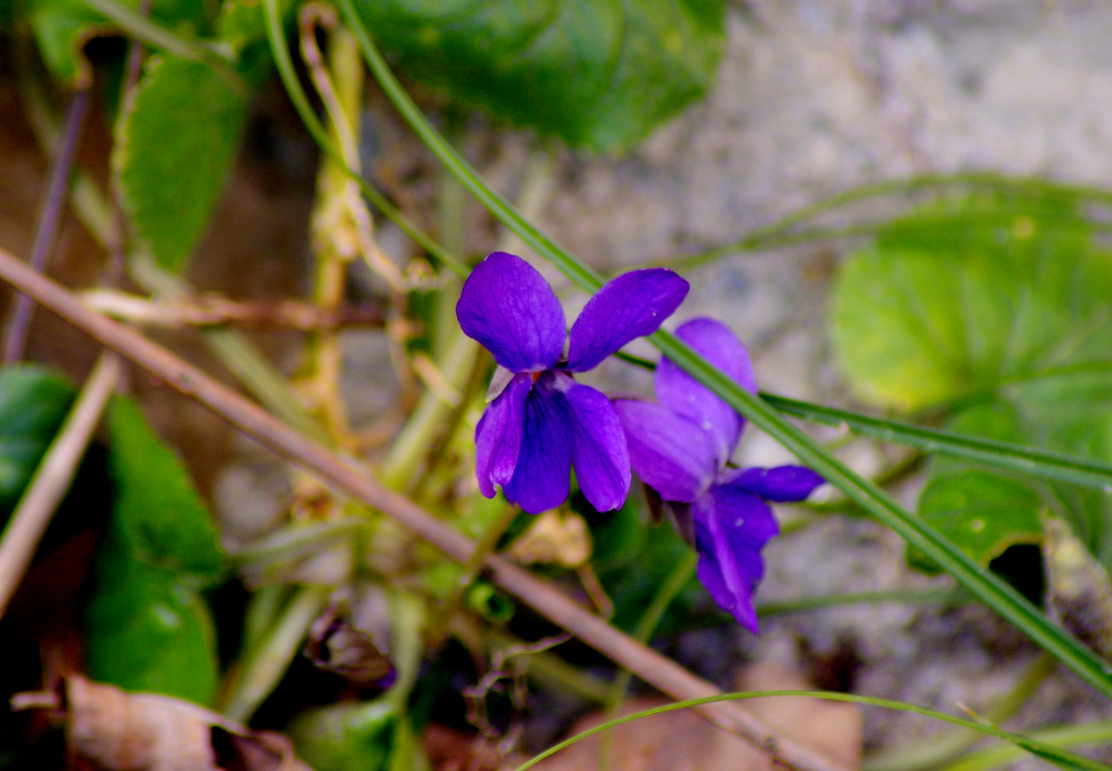 les violettes ...