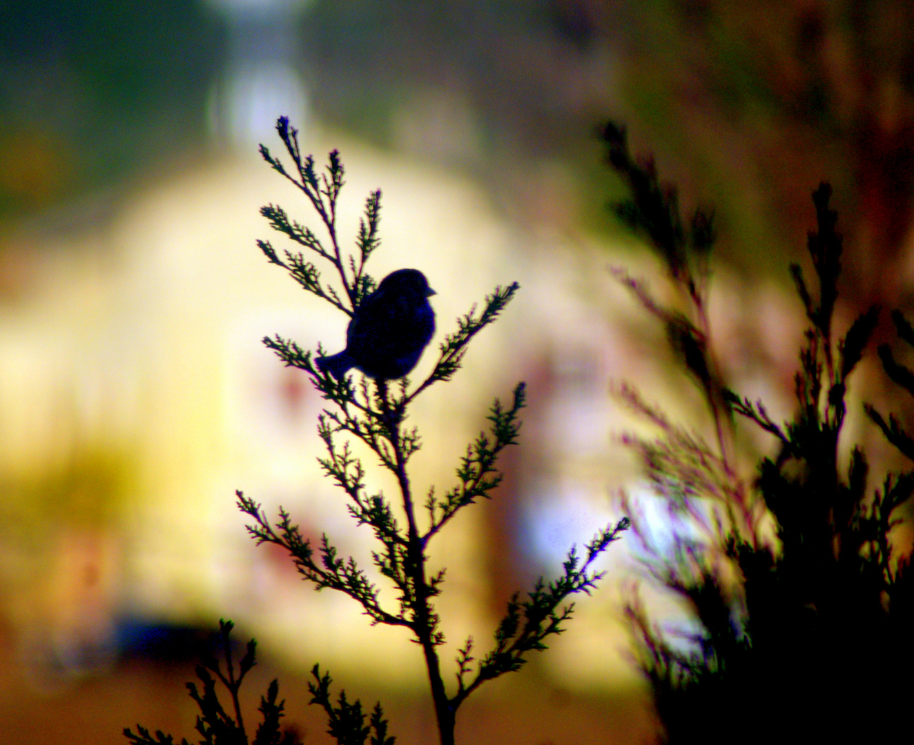 Les visiteurs de mon jardin ...