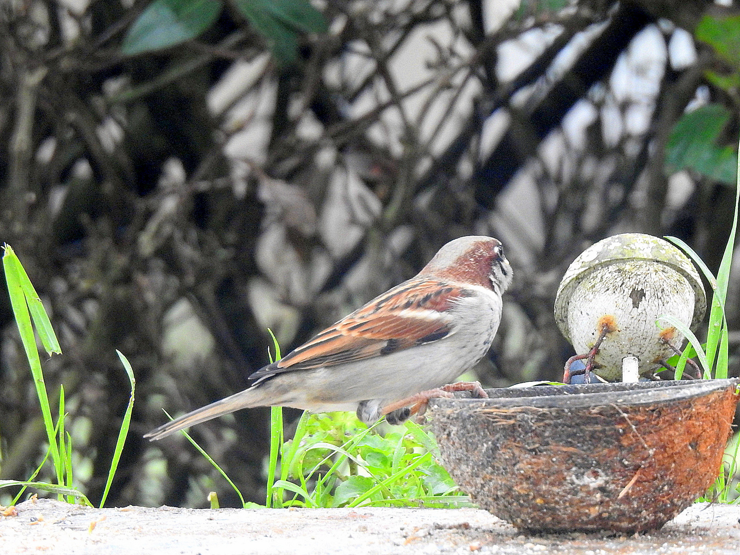 Les visiteurs du jardin ...