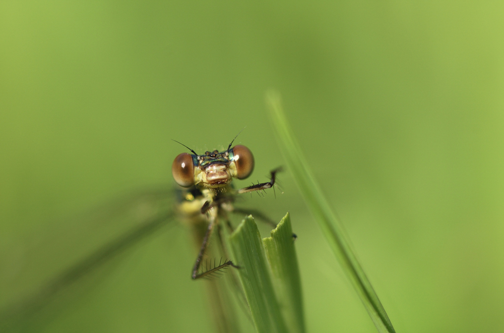 Les yeux dans les yeux