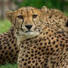 Les yeux dans les yeux ( Acinonyx jubatus, guépard)