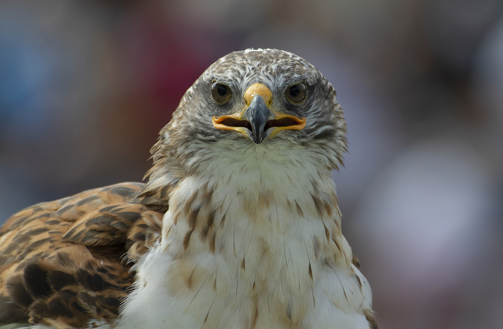 Les yeux dans les yeux (Buteo regalis, buse royale)