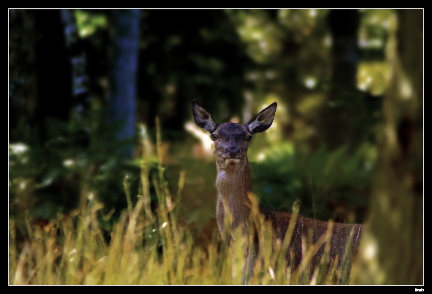 ...Les yeux de la forêt...