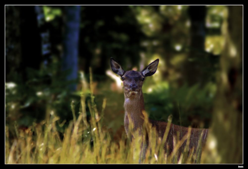 ...Les yeux de la forêt...