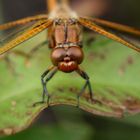 les yeux de la libellule !