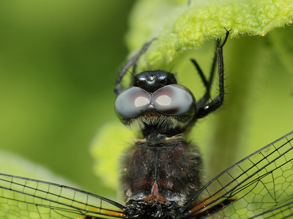 les yeux de la libellule !