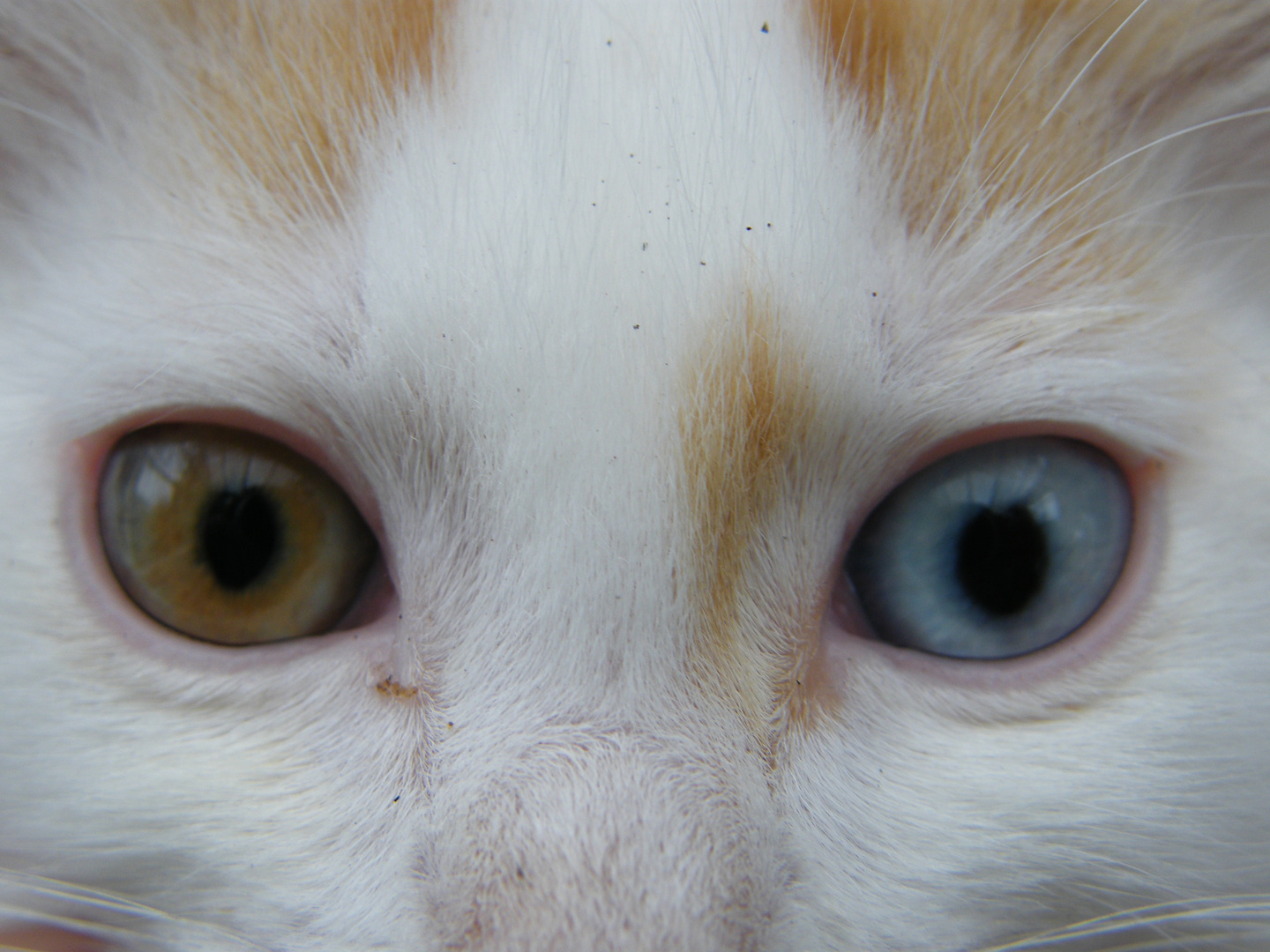 les yeux de mon chat