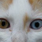 les yeux de mon chat