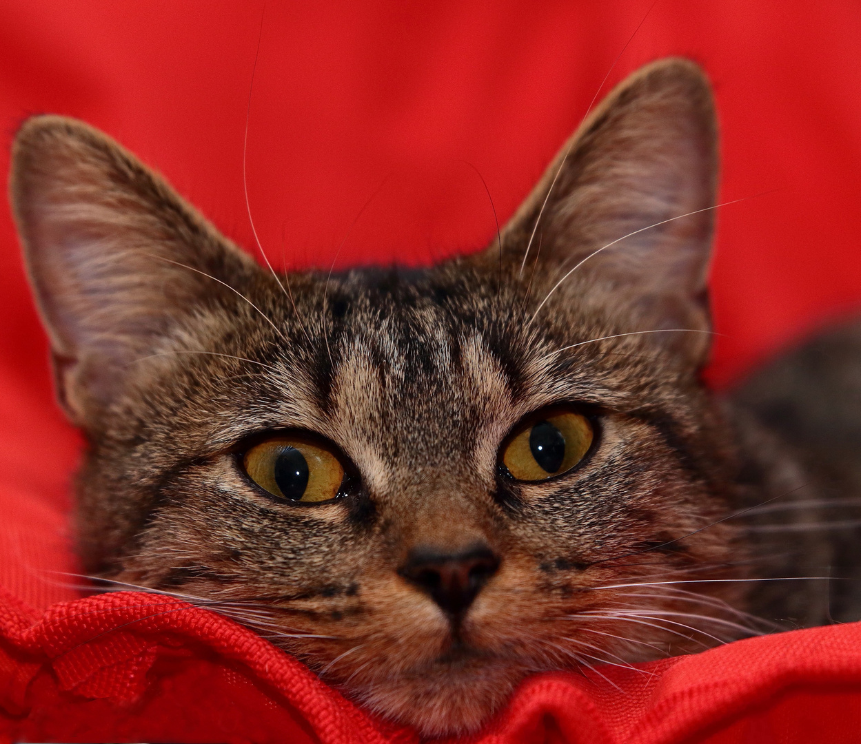 Les Yeux Doux Photo Et Image Chats Nature Animaux Images Fotocommunity Les Yeux Doux Photo Et Image Chats Nature Animaux Images Fotocommunity