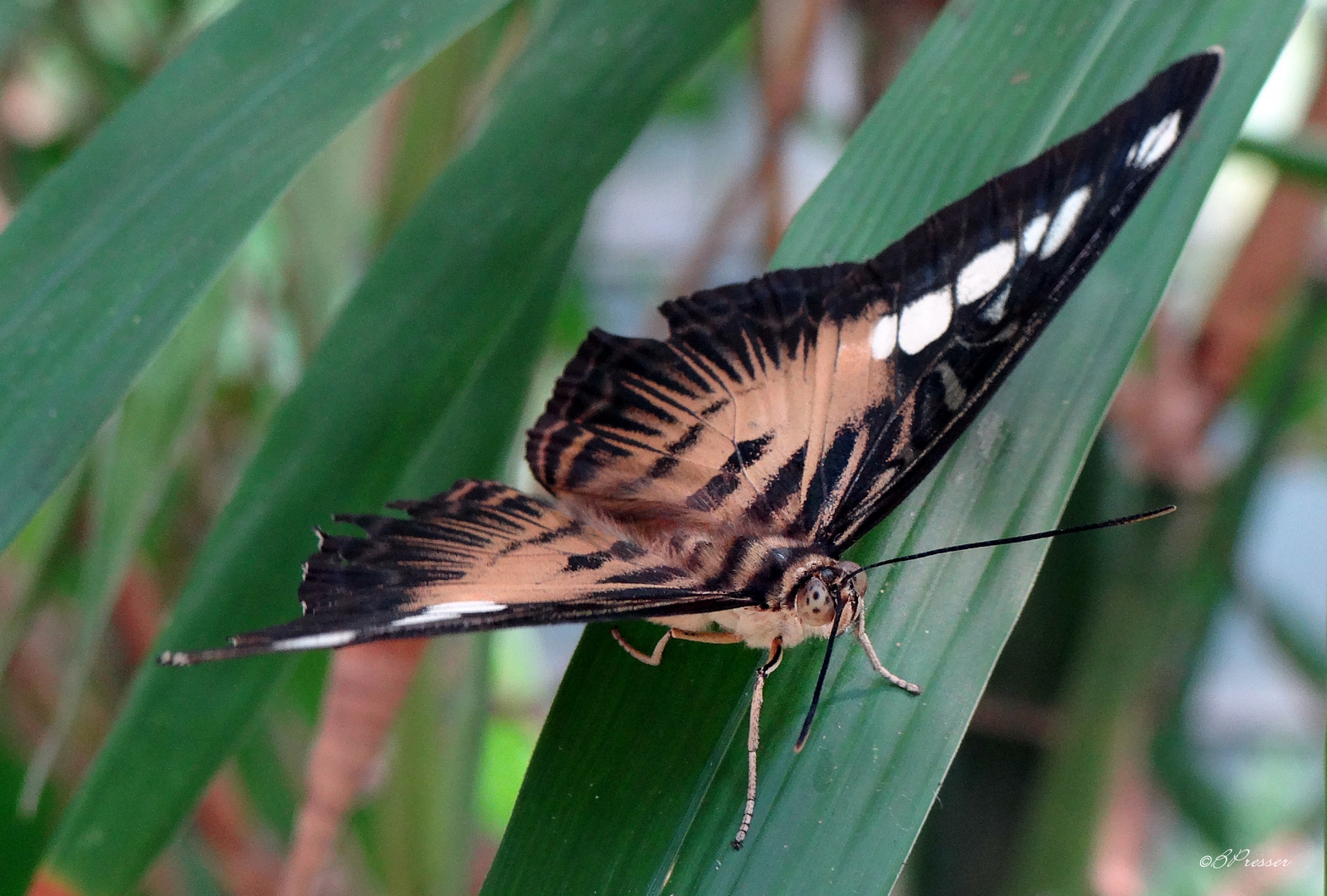 les yeux du papillon