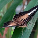 les yeux du papillon