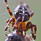 les yeux plus gros que le ventre!