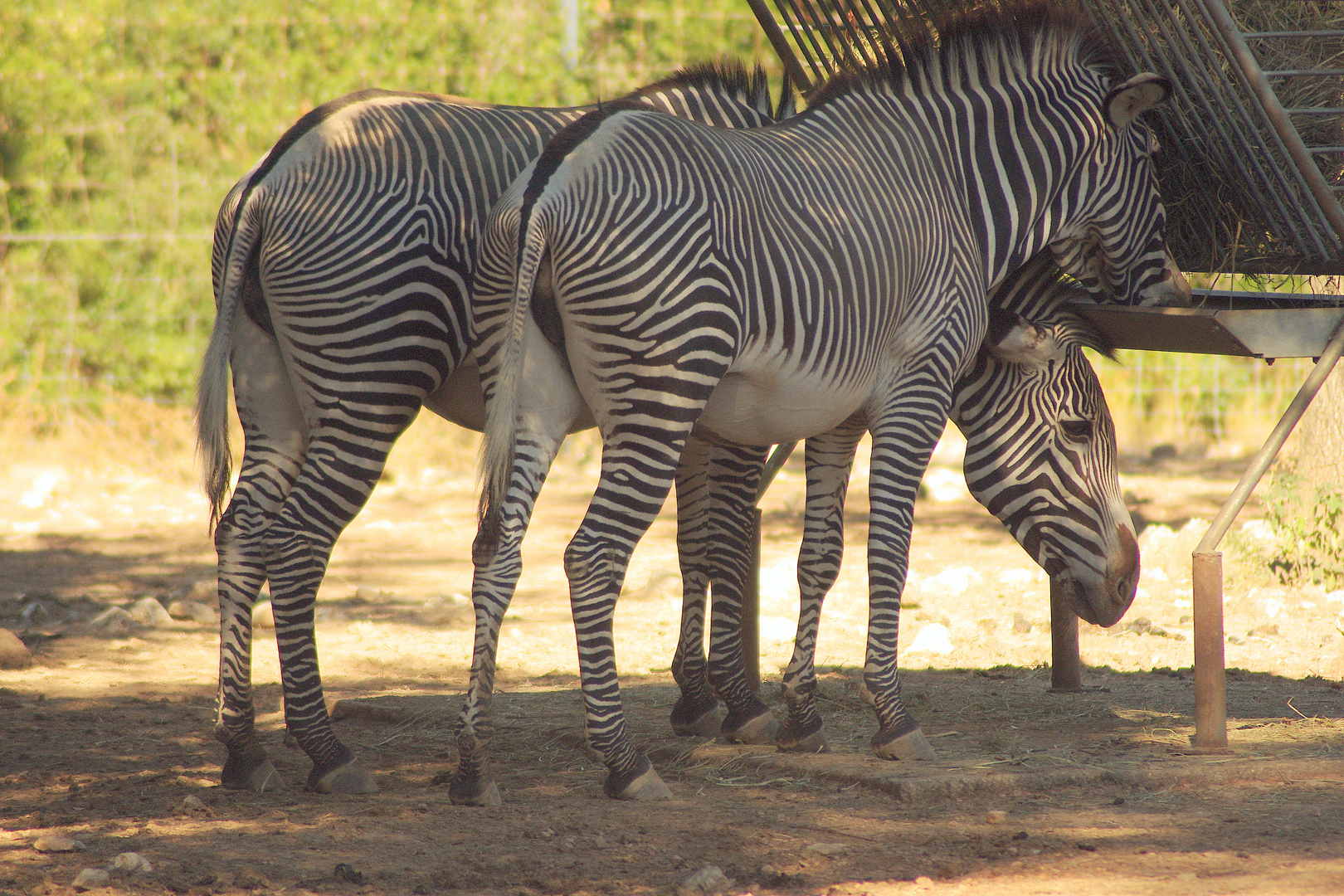 Les Zèbres du Zoo ...