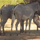 Les Zèbres du Zoo ...