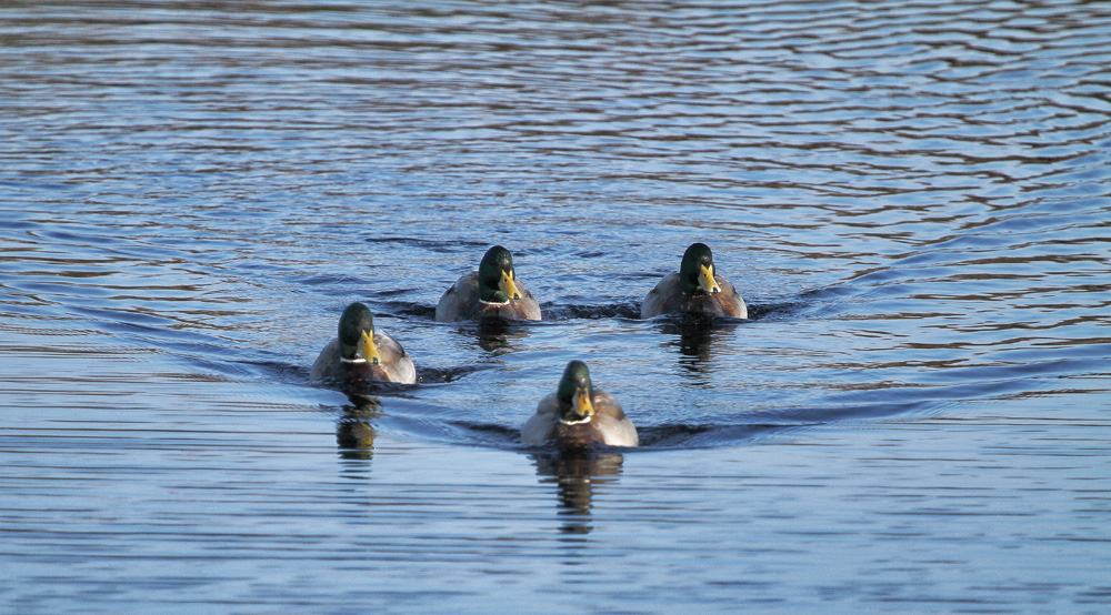 l'escadrille flottante !