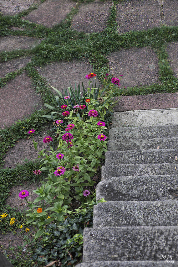 L'escalier fleuri