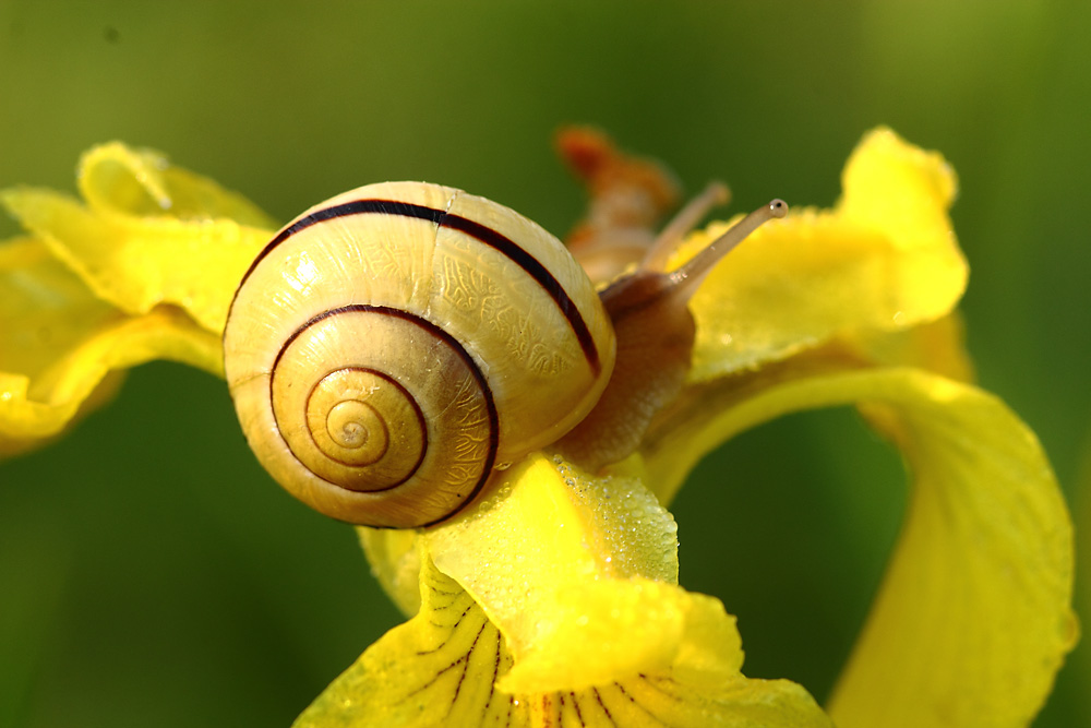 l'escargot !