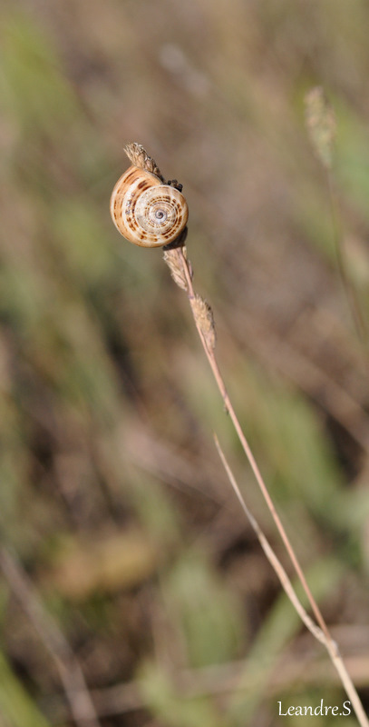 l'escargot 2