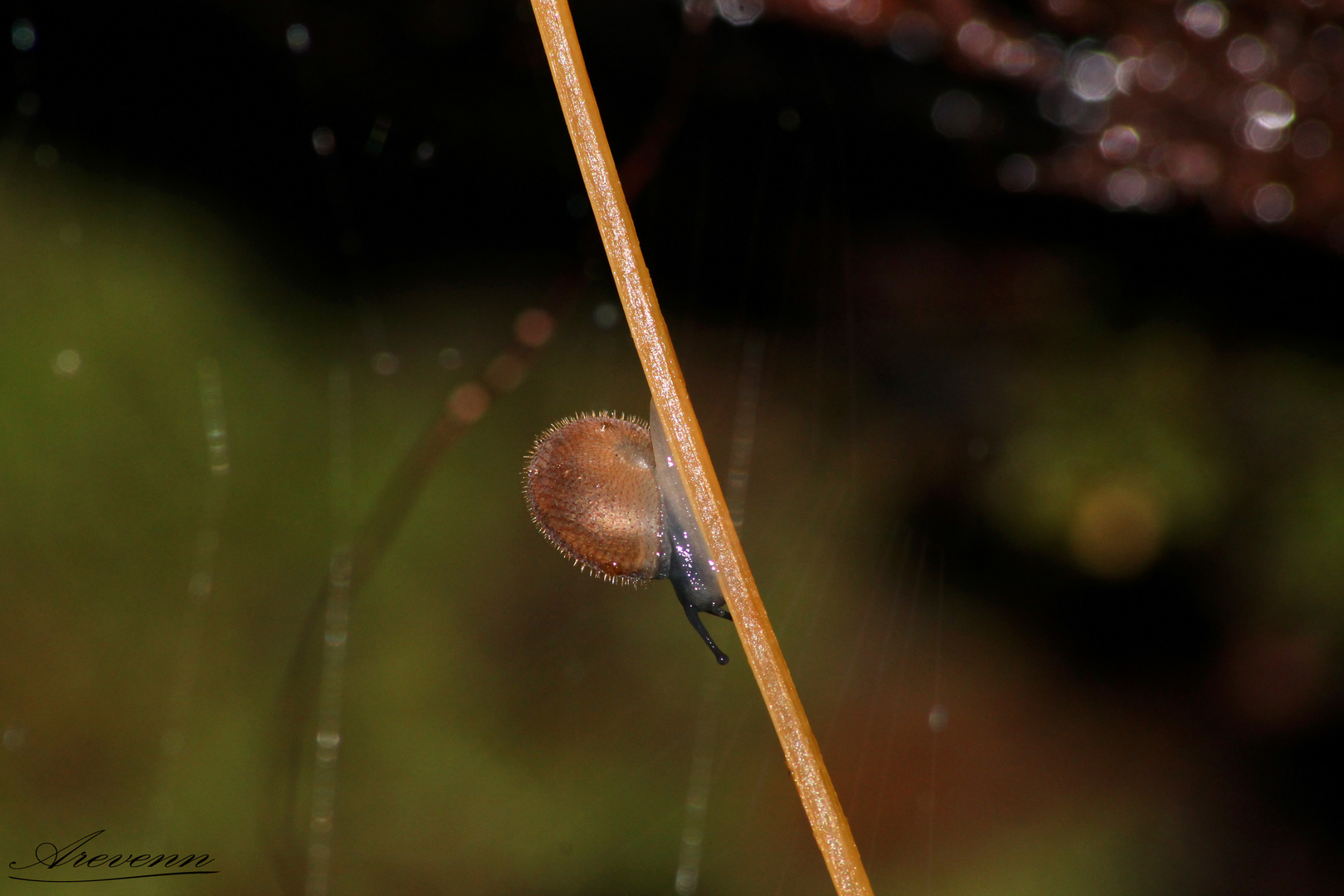 L'escargot