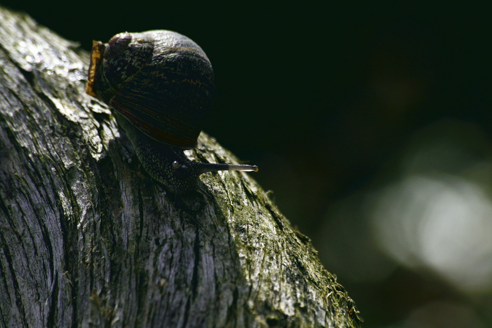 L'escargot