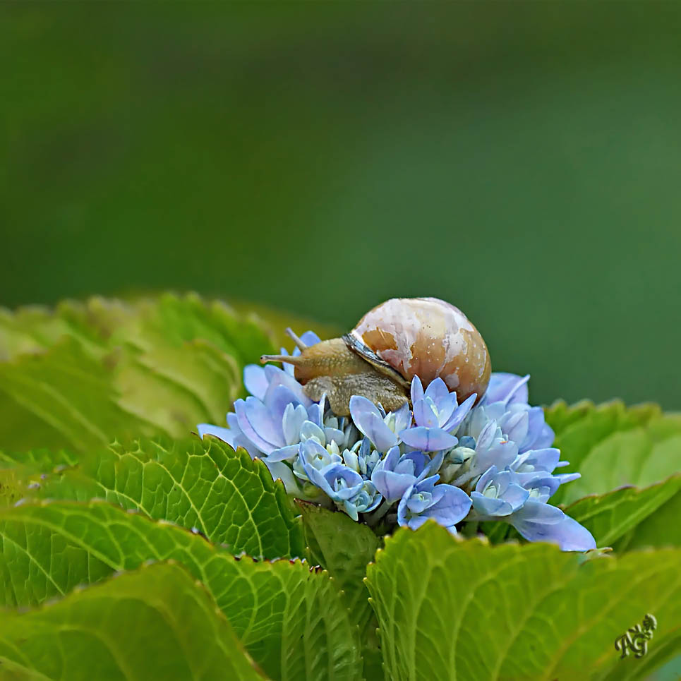 L'escargot ...